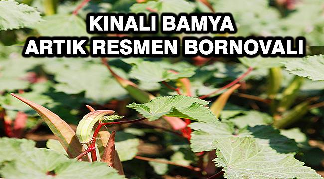 Bornova Kınalı Bamyası 'coğrafi işaret tescil belgesi' aldı 