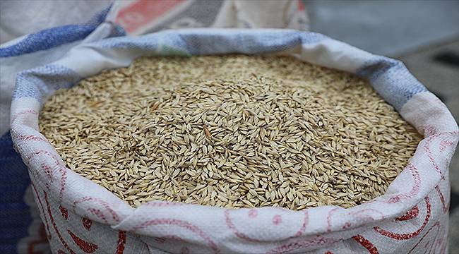 Bursa Büyükşehir Belediyesi organik siyez buğday tohumu dağıttı