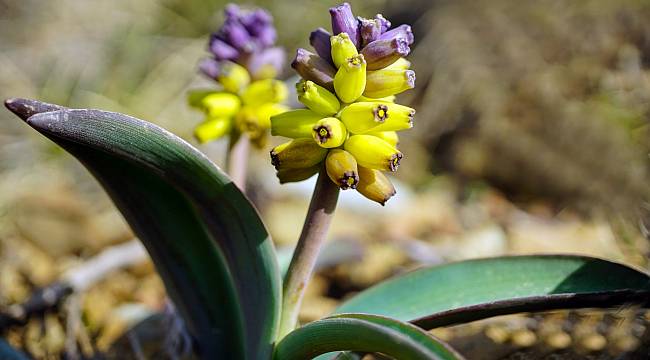 Dünyada sadece Babadağ'da yetişiyor - www.mahalligundem.com - Haber Portalı