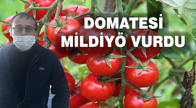 Hastalıklar dometes üreticisinin yakasını bırakmadı