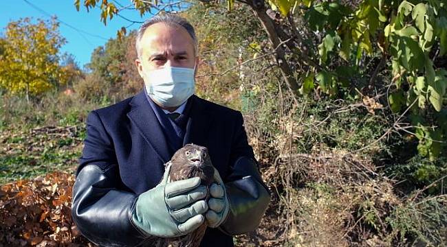 Yaralı şahin doğaya bırakıldı 