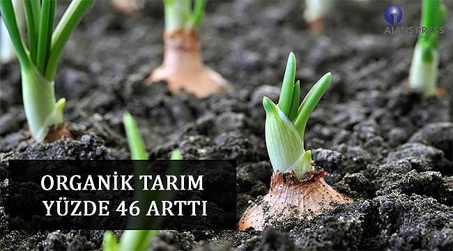 Araştırma: Organik tarım yüzde 46 arttı 