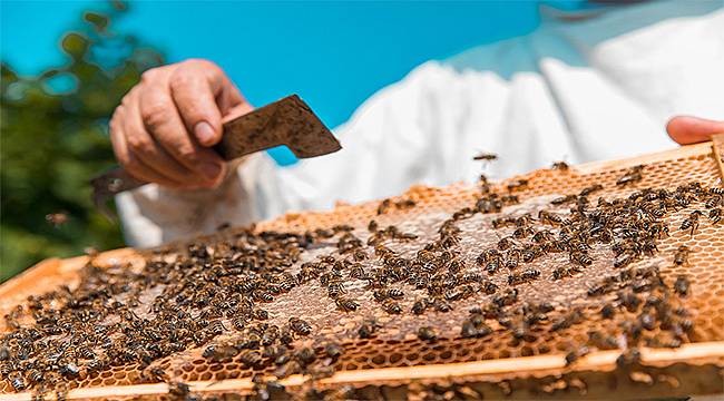 Büyükşehir, Soma'da Arıcılığı Geliştiriyor 