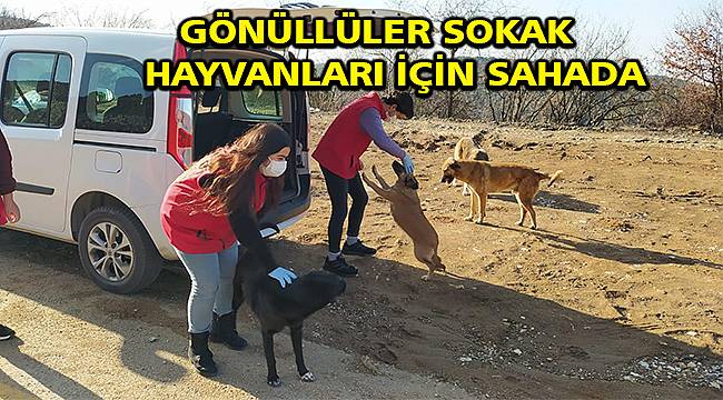 Bursa'da gönüllüler sokak hayvanları için sahada 