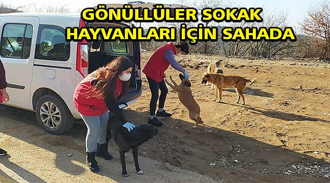 Bursa'da gönüllüler sokak hayvanları için sahada