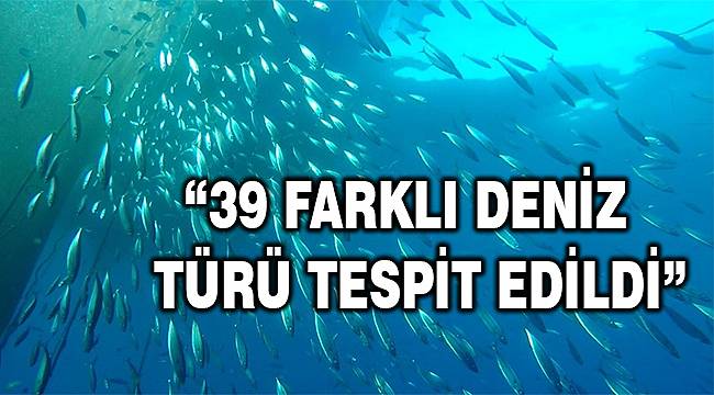 Egeli bilim insanları balık çiftliklerinin tuhaf misafirlerini araştırdı 