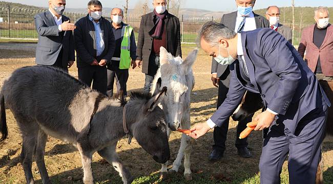 Emekli hayvanlar çiftliği