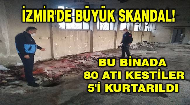İzmir'de kaçak kesim operasyonu: Et yerine atları kesmişler