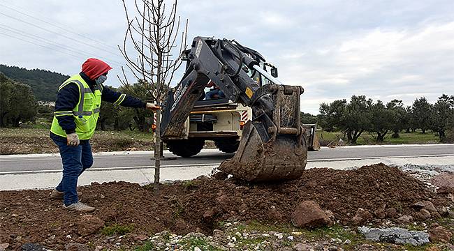 Aliağa Belediyesi ağaçlandırma çalışmalarını sürdürüyor