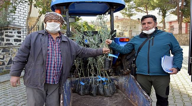 Aliağa Belediyesi zeytin fidanı dağıtımına başladı
