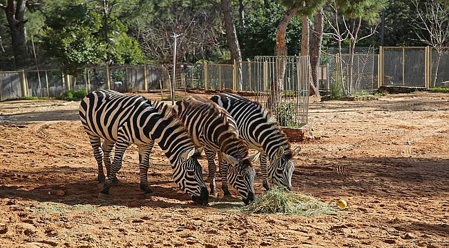 Antalya Hayvanat Bahçesi kapılarını ziyarete açıyor 