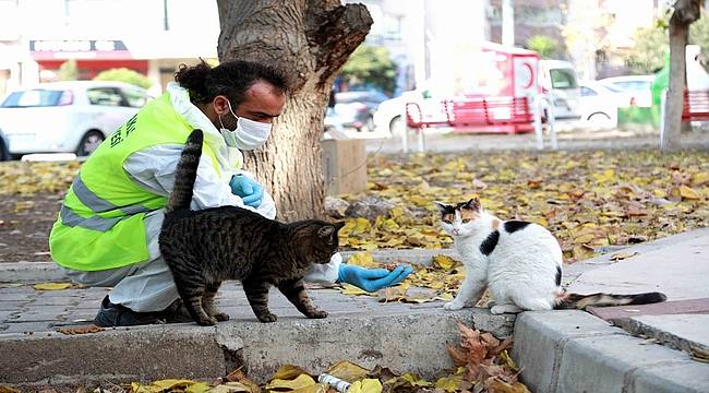 Bayraklı Belediyesinden can dostlara yeni yuva 