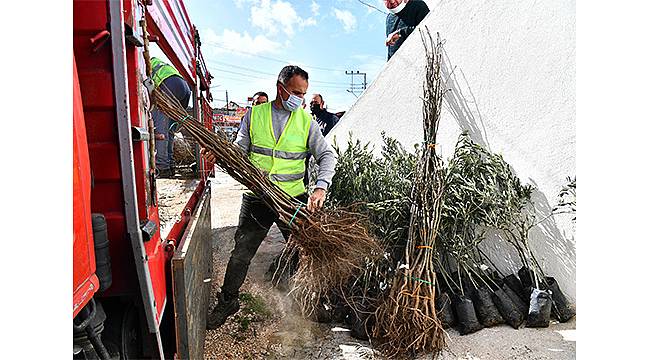 İzmir Büyükşehir Belediyesi bu yıl 550 bin fidan dağıtacak 