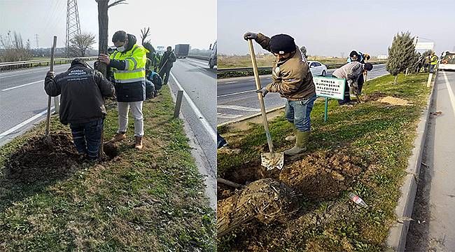 Manisa'da çevre yolu ağaçlandırma çalışmaları