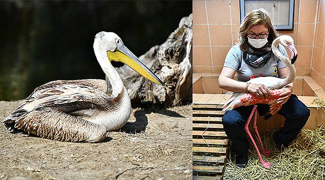 Yaralı flamingo ve iki pelikan tedavi altında