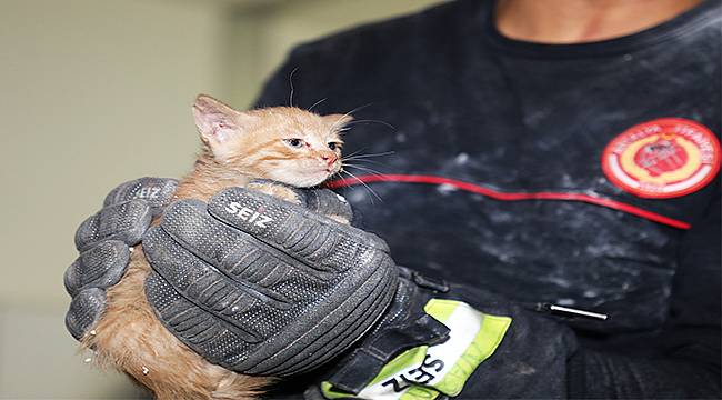 Büyükşehir binasında yavru kedi kurtarma operasyonu 