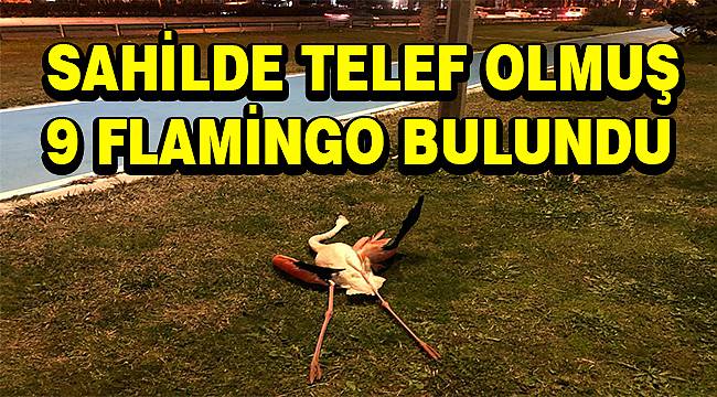 Flamingoların ölüm nedeni araştırılıyor 