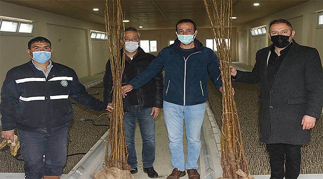 Eskişehir'den Ordu'ya dut fidanı desteği