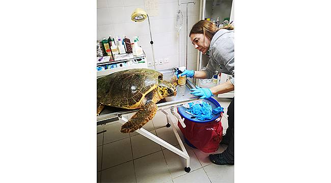 Güzelbahçe'de bulunan deniz kaplumbağasının tedavisi Sasalı'da sürüyor 