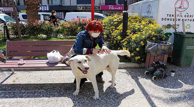 Karşıyaka Belediyesi'nden bir ilk: Sokak köpekleri rehabilite edilecek