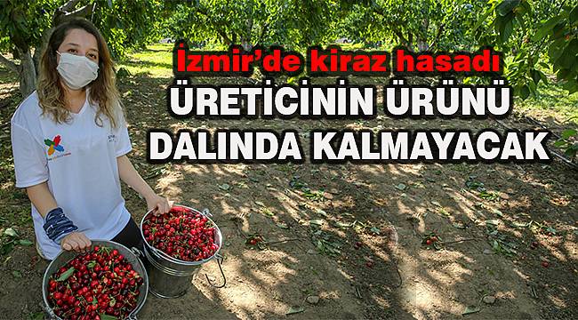 İzmir'de kiraz hasadı için "Biz Varız" dayanışması başladı 