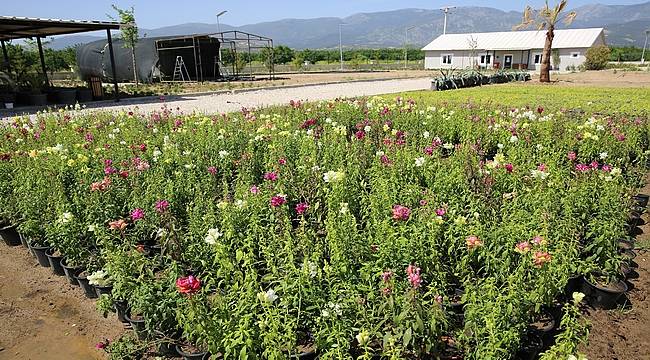 Manisa Büyükşehir'in Serasında 600 bin Çiçek Tohumu Ekildi