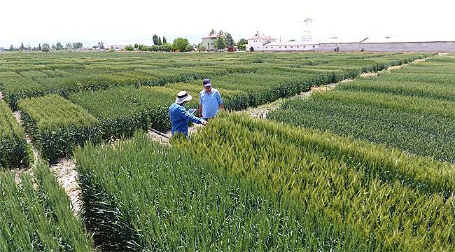 Tekfen Tarım'dan Türk çiftçisine yerli ve milli 3 yeni buğday çeşidi 