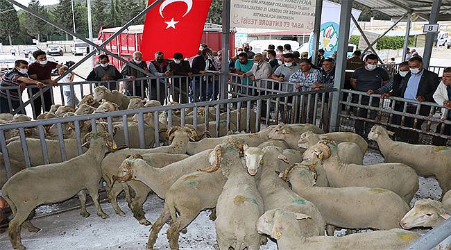 140 damızlık koç üreticilere teslim edildi