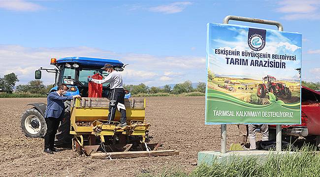 Büyükşehir'in tarlalarında mor patates yetişecek 