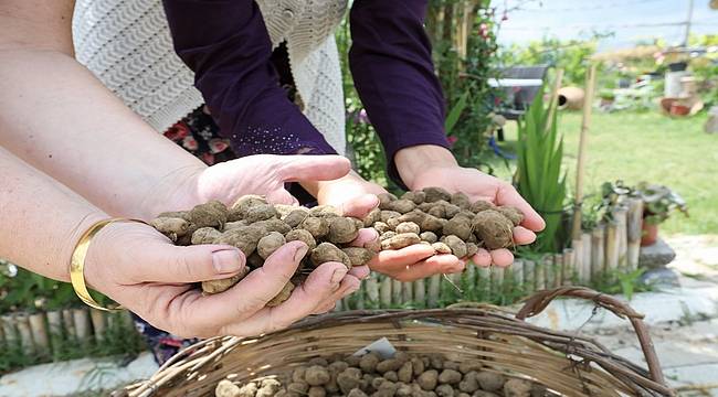 Buca kırsalında salep kalkınması: Kilogramı 750 TL'yi bulan salep Buca'da üretilecek 