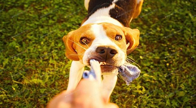 Kedi ve köpeklerin yuttuğu yabancı cisimler hayatlarını riske edebilir! 