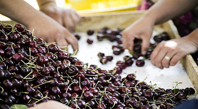 Kemalpaşa'da kiraz ve yaş meyve sebze ihracatına inspektör desteği 