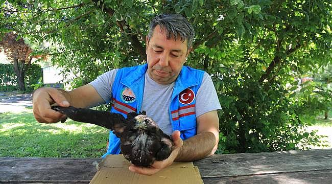 Gölbaşı'nda yaralı şahin tedavi altına alındı