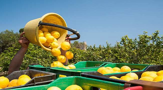 Vitamin deposu narenciyede rekolte düşüşte