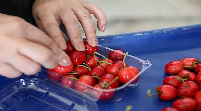 Yaş meyve sebze ihracatı son 12 ayda 3 milyar doları aşarak rekora imza attı