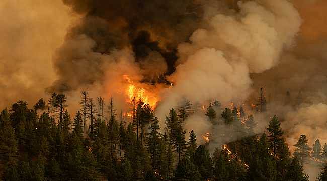 Orman yangınlarına karşı hangi önlemler alınmalı? 
