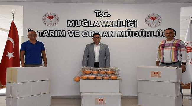 EİB'den "Akdeniz Meyve Sineği İzleme Projesi"ne destek