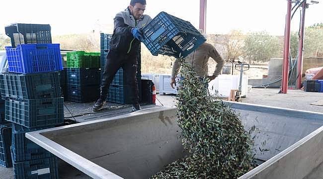 Foça'da zeytin hasadı ve yağ sıkım dönemi başladı