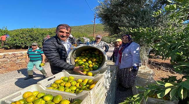 İzmir'in dünyaca ünlü satsuma mandalinasında hasat ve ihracat zamanı