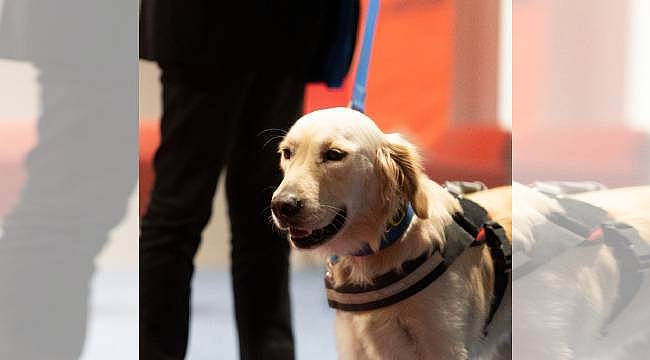 Rehber köpekler için toplu ulaşımda düzenleme 