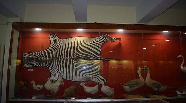 12 bin 500 fosil materyal... EÜ Tabiat Tarihi Müzesi doğa tarihi tutkunlarını bekliyor
