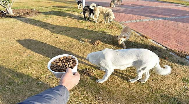 İzmir Büyükşehir Belediyesi can dostlara mama dağıtımını arttırdı 