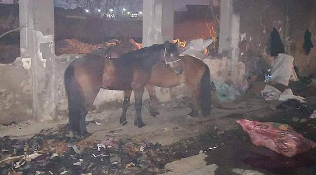 İzmir'de kaçak kesim operasyonu: Kesime hazırlanan 10 katır ve 3 eşek ele geçirildi