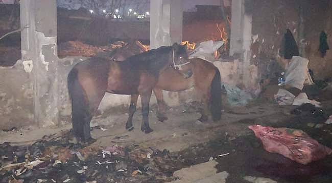 İzmir'de kaçak kesim operasyonu: Kesime hazırlanan 10 katır ve 3 eşek ele geçirildi 