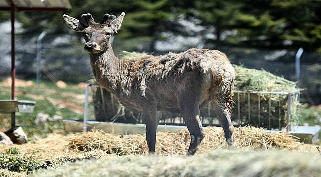 İzmir Doğal Yaşam Parkı'ndaki kızıl geyiklerin yeni yuvası Spil Dağı 