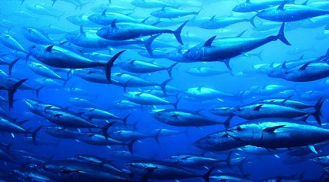 Dardanel, Dünya Okyanus Günü'nde sürdürülebilir balıkçılığa dikkat çekiyor 