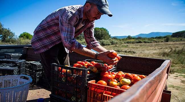 Yamanlar domatesini yaşatma projesinde önemli adım 