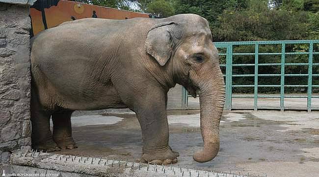 Asya fili Pak Bahadır'ın iskeleti müzede sergilenecek