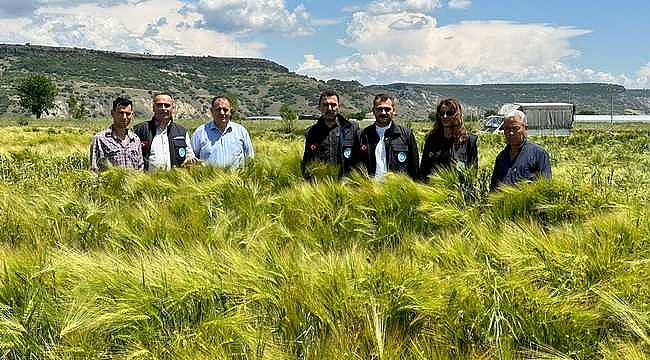 Manisa Büyükşehir'in Dağıttığı Arpa ve Buğday Tohumları Verimliliğiyle Yüz Güldürdü 