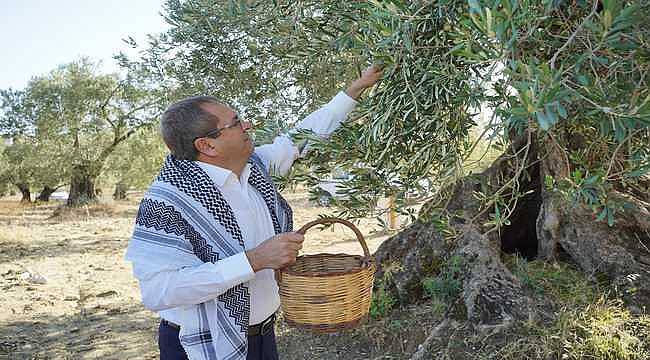 Başkan Ergin'den 'Dünya Zeytin Ağacı Günü' mesajı 